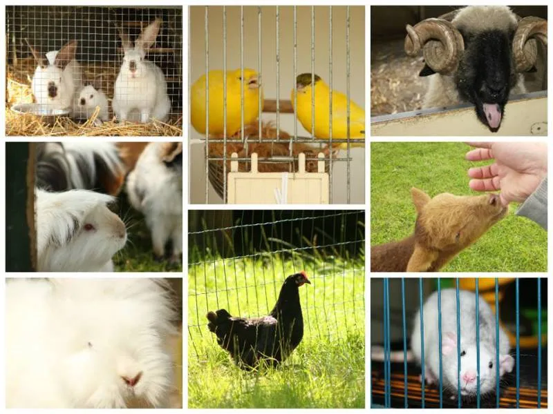 Buurtactiviteit foto 1